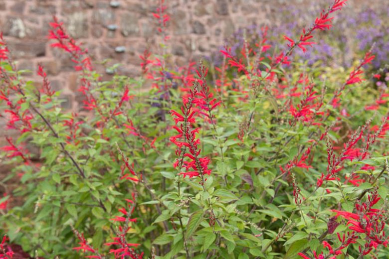 Salvia Salvia fulgens, Mexican Scarlet Sage, Mexican Red Sage, Salvia cardinalis, Red Sage, Red Salvia, Fragrant Sage