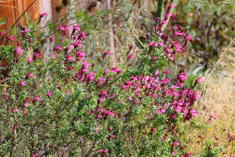 Salvia greggii, Autumn Sage, Cherry Sage, Gregg Salvia, Native Sage