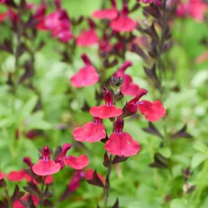 Salvia greggii Mirage Burgundy, Autumn Sage Mirage Burgundy, Cherry Sage Mirage Burgundy, Gregg Salvia Mirage Burgundy, Burgundy Salvia, Burgundy Sage