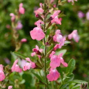 Salvia greggii Mirage Pink, Autumn Sage Mirage Pink, Cherry Sage Mirage Pink, Gregg Salvia Mirage Pink, Pink Salvia, Pink Sage