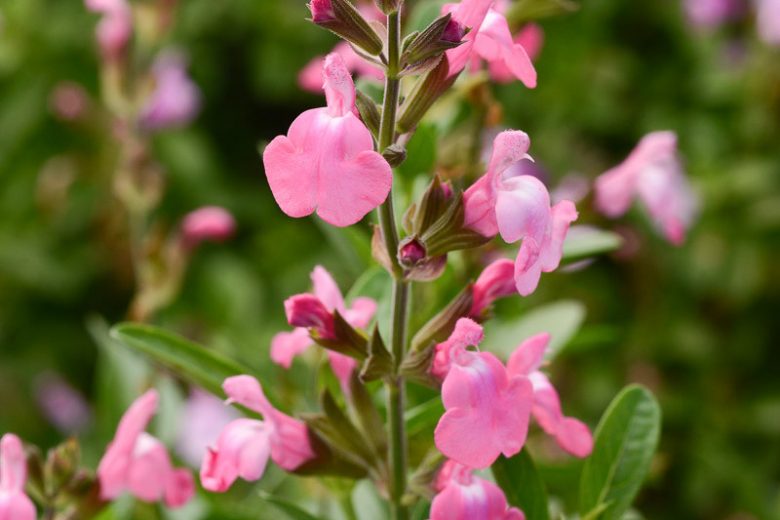 Salvia greggii Mirage Pink, Autumn Sage Mirage Pink, Cherry Sage Mirage Pink, Gregg Salvia Mirage Pink, Pink Salvia, Pink Sage