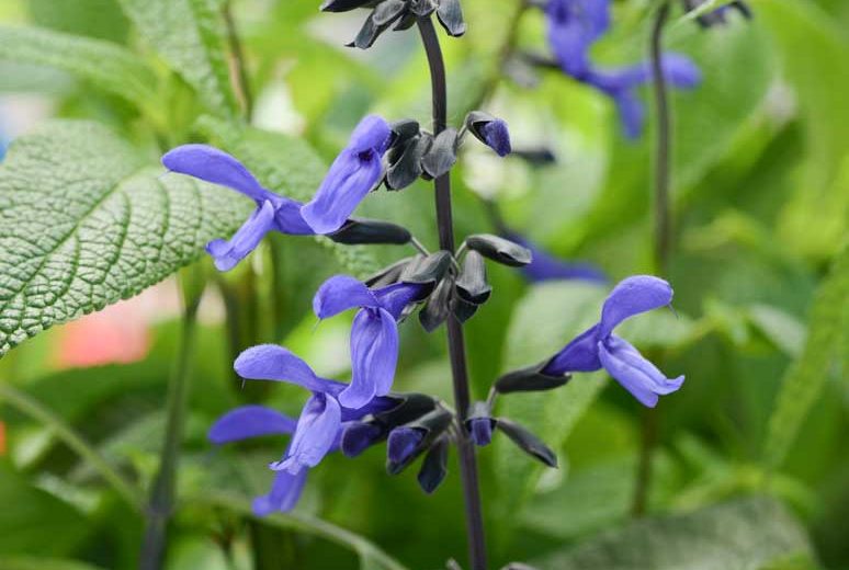 Salvia guaranitica 'Black & Bloom', Anise-Scented Sage 'Black & Bloom', Blue Anise Sage 'Black & Bloom', Brazilian Anise Sage  'Black & Bloom', Blue Sage, Blue Salvia