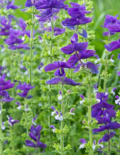 Salvia Horminum 'Blue Monday', Annual Sage 'Blue Monday' , Salvia Viridis 'Blue Monday', Annual Clary 'Blue Monday'