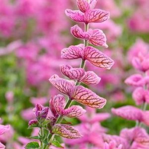 Salvia Horminum 'Pink Sunday', Annual Sage ''Pink Sunday' , Salvia Viridis 'Pink Sunday', Annual Clary 'Pink Sunday'