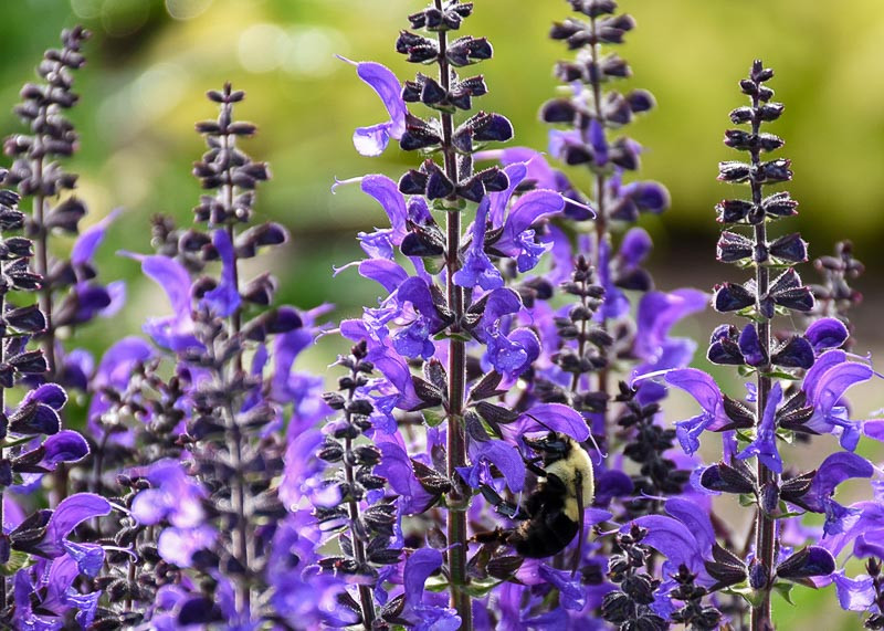 Salvia 'Indiglo Girl' (Sage)