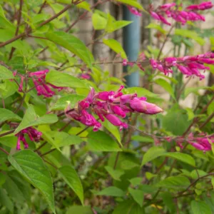 Salvia involucrata 'Bethellii', Rosy-Leaf Sage, Salvia bethellii, Pink Sage, Purple Sage, Pink salvia, Purple Salvia