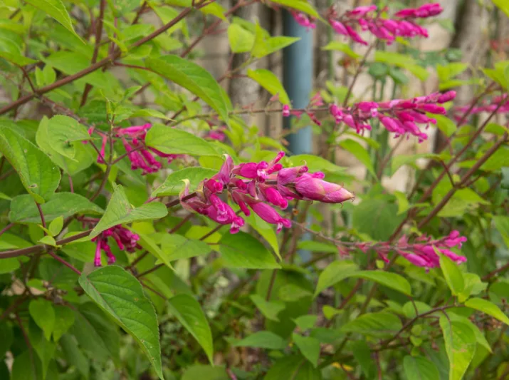Salvia involucrata 'Bethellii', Rosy-Leaf Sage, Salvia bethellii, Pink Sage, Purple Sage, Pink salvia, Purple Salvia