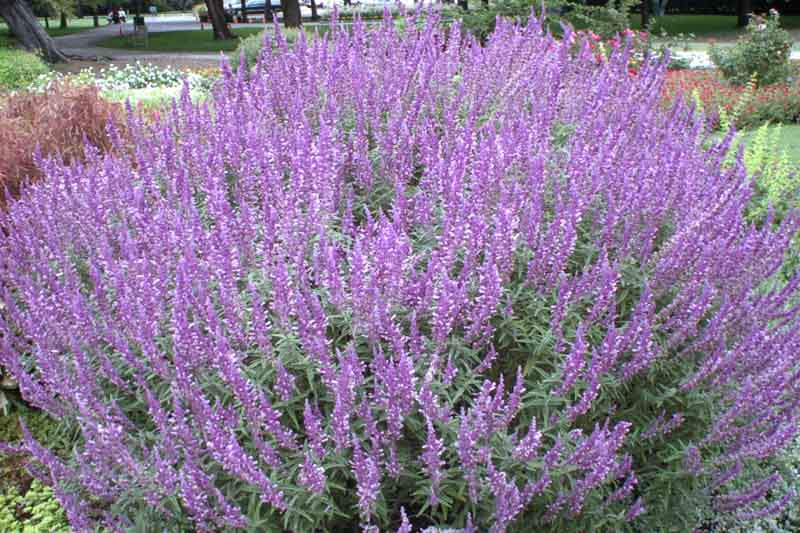 Salvia leucantha 'Santa Barbara', Mexican Bush Sage, compact dwarf salvia, velvety purple flower spikes, summer to fall blooming perennial