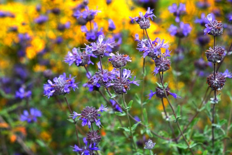 Salvia leucophylla, San Luis Purple Sage, Purple Sage, Native Sage