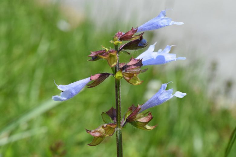 Salvia lyrata, Lyreleaf Sage, Cancer Weed, Lavender Sage, Native Sage