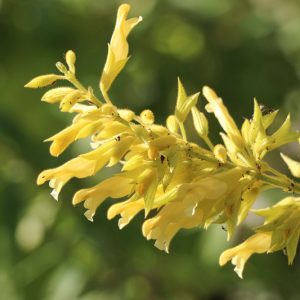 Salvia madrensis, Forsythia Sage, Yellow Sage, Yellow Salvia, Fragrant Sage