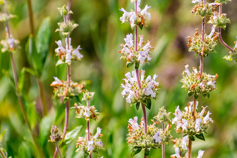 Salvia mellifera, Black Sage, California Black Sage, Honey Sage, White salvia, White Sage, pale lavender flowers