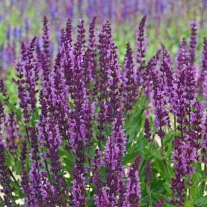 Salvia Nemorosa 'Bumbleberry', Sage 'Bumbleberry', Balkan Clary 'Bumbleberry', Steppe Sage 'Bumbleberry', Blue Sage, Blue Salvia
