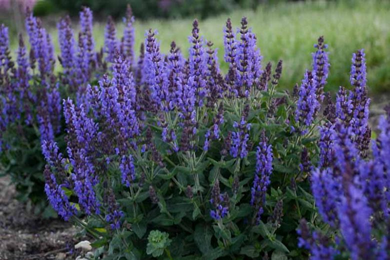 Salvia Nemorosa 'Bumbleblue', Sage 'Bumbleblue', Balkan Clary 'Bumbleblue', Steppe Sage 'Bumbleblue', Blue Sage, Blue Salvia