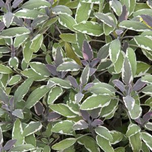 Salvia Officinalis 'Tricolor', Tricolor Sage, Sage 'Tricolor Sage', Fragrant shrub, Evergreen shrub