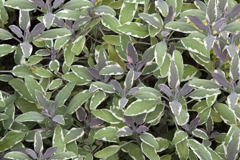 Salvia Officinalis 'Tricolor', Tricolor Sage, Sage 'Tricolor Sage', Fragrant shrub, Evergreen shrub