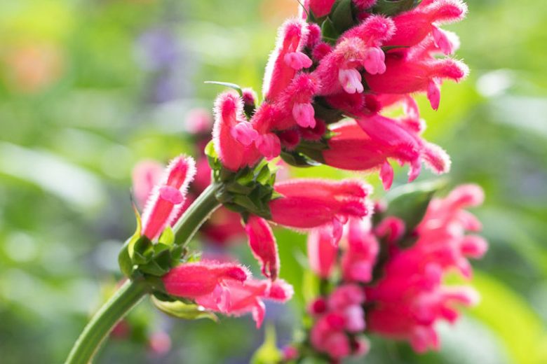 Salvia oxyphora, Fuzzy Bolivian Sage, Bolivian Sage, Red Sage, Red Salvia, Fragrant Sage