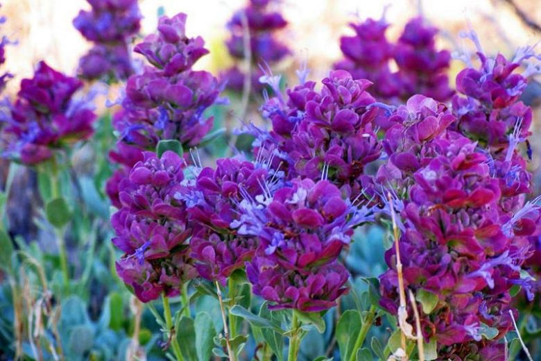 Salvia pachyphylla, Rose Sage, Blue Sage, Mountain Desert Sage, Mojave Sage, Blue salvia, Blue Sage, Blue flowers, Purple salvia, Purple Sage, Purple flowers