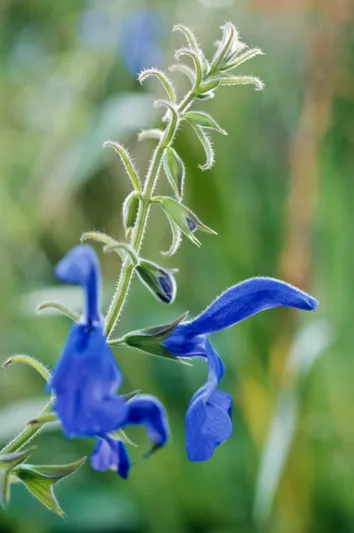 Salvia Patens 'Guanajuato', Gentian Sage 'Guanajuato', Spreading Sage 'Guanajuato', Blue-flowered Sage 'Guanajuato', Blue Salvia, Blue Sage,  Blue flowers