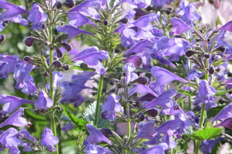 Salvia Patens 'Lavender Lady', Gentian Sage 'Lavender Lady', Spreading Sage 'Lavender Lady', Blue-flowered Sage 'Lavender Lady', Lavender Salvia, Lavender Sage,  Lavender flowers