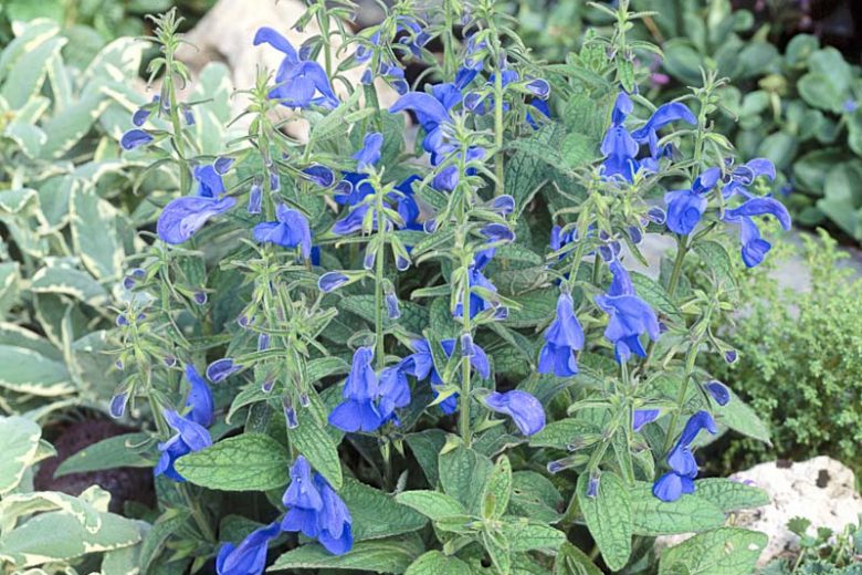Salvia Patens 'Patio Deep Blue', Gentian Sage 'Patio Deep Blue', Spreading Sage 'Patio Deep Blue', Blue-flowered Sage 'Patio Deep Blue', Blue Salvia, Blue Sage,  Blue flowers