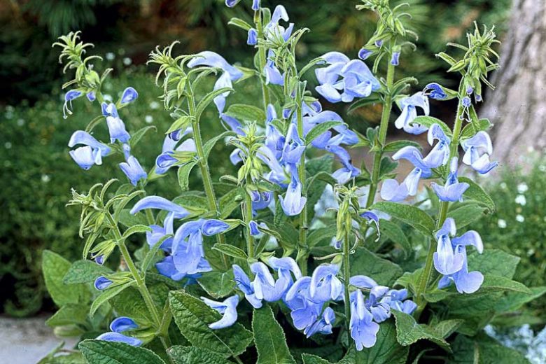 Salvia Patens 'Patio Sky Blue', Gentian Sage 'Patio Sky Blue', Spreading Sage 'Patio Sky Blue', Blue-flowered Sage 'Patio Sky Blue', Blue Salvia, Blue Sage,  Blue flowers