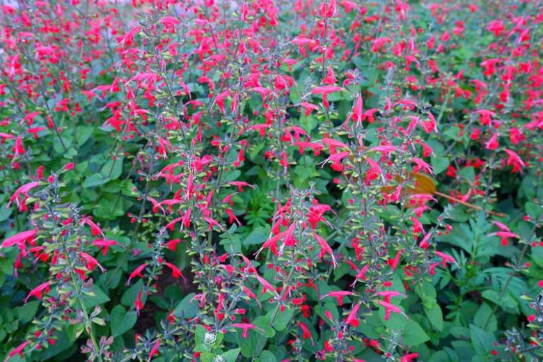Salvia roemeriana, Cedar Sage, Red Sage, Native Sage