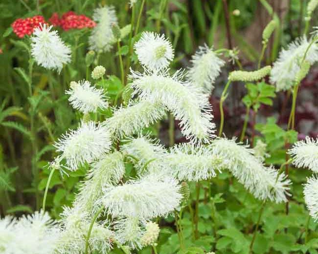 Sanguisorba albiflora, White-Flowered Burnet, Sanguisorba magnifica alba, Sanguisorba obtusa 'Alba', Sanguisorba obtusa var. albiflora, White Burnet