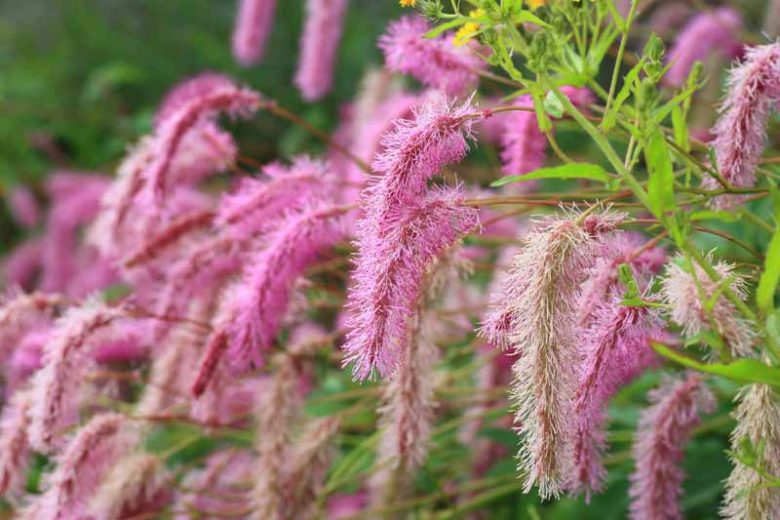 Sanguisorba hakusanensis, Korean Burnet, Korean Mountain Burnet, Lilac Squirrel, Pink Flowers