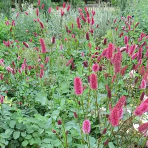 Sanguisorba menziesii, Menzies' Burnet, Alaskan Burnet, Pink Flowers, Red Flowers