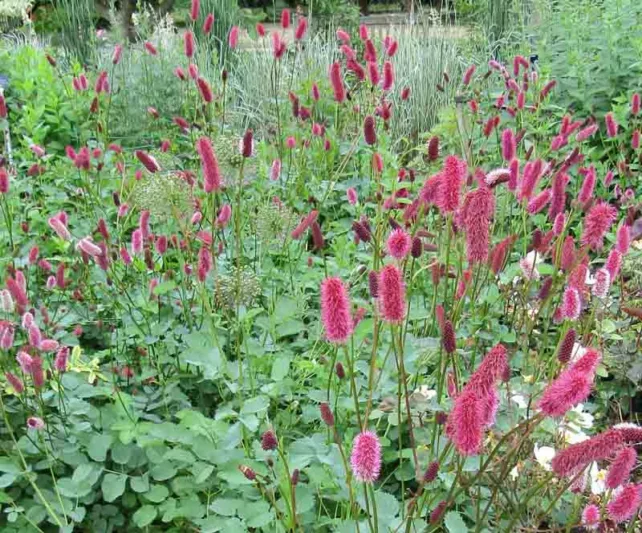 Sanguisorba menziesii, Menzies' Burnet, Alaskan Burnet, Pink Flowers, Red Flowers