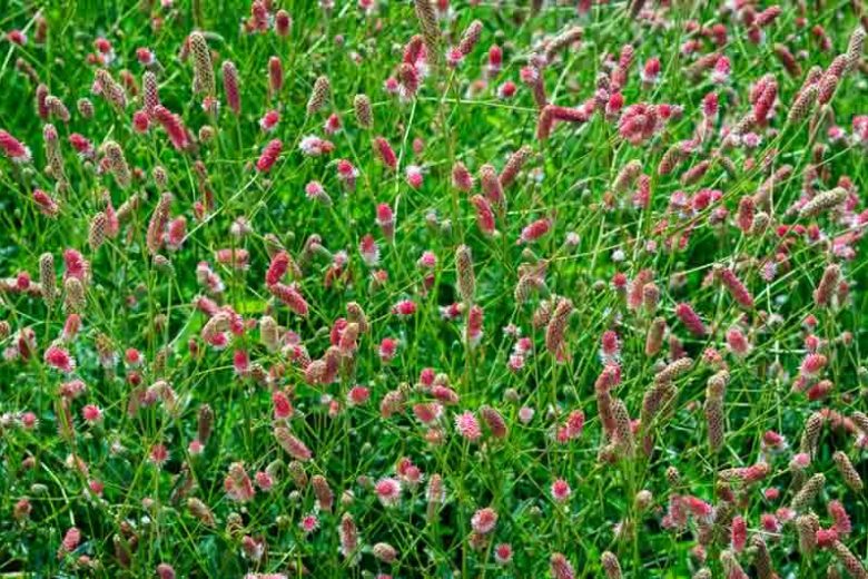 Sanguisorba officinalis Pink Tanna, Great Burnet Pink Tanna, Greater Burnet Pink Tanna, Greater Salad Burnet Pink Tanna, Burnet Bloodwort Pink Tanna, Pink Flowers