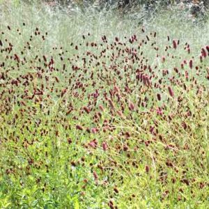Sanguisorba officinalis Red Thunder, Great Burnet Red Thunder, Greater Burnet Red Thunder, Greater Salad Burnet Red Thunder, Burnet Bloodwort Red Thunder, Red Flowers