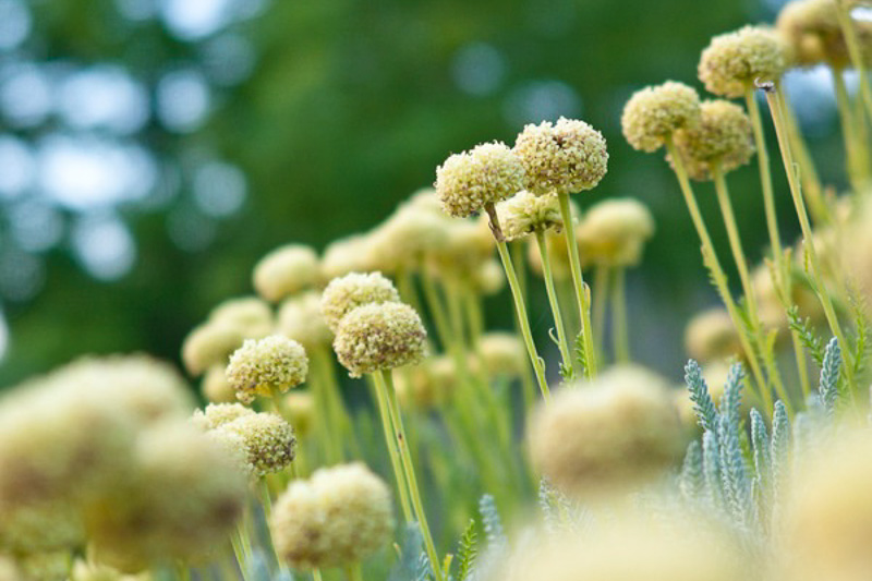 Santolina chamaecyparissus Lavender Cotton