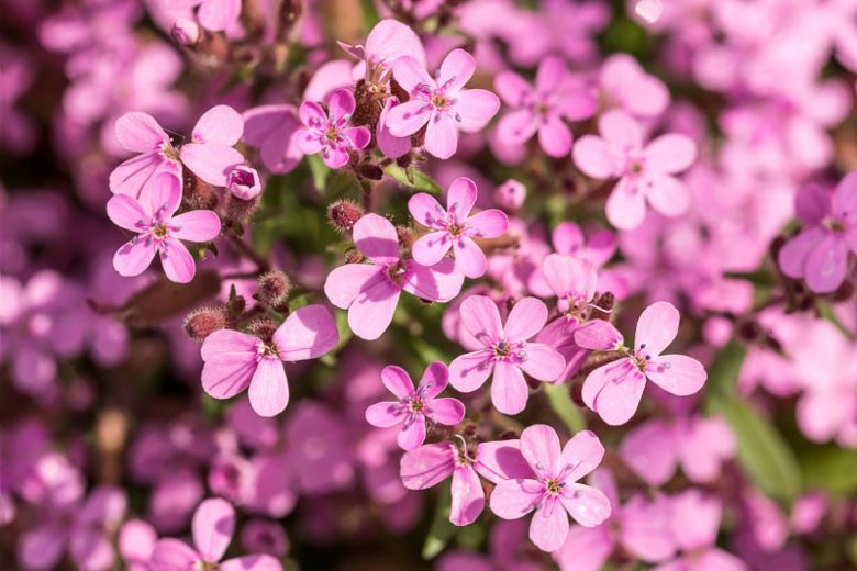 Saponaria ocymoides', Rock Soapwort, Basil Soap-Wort, Tumbling Ted, Silene ocymoides, Pink Flowers