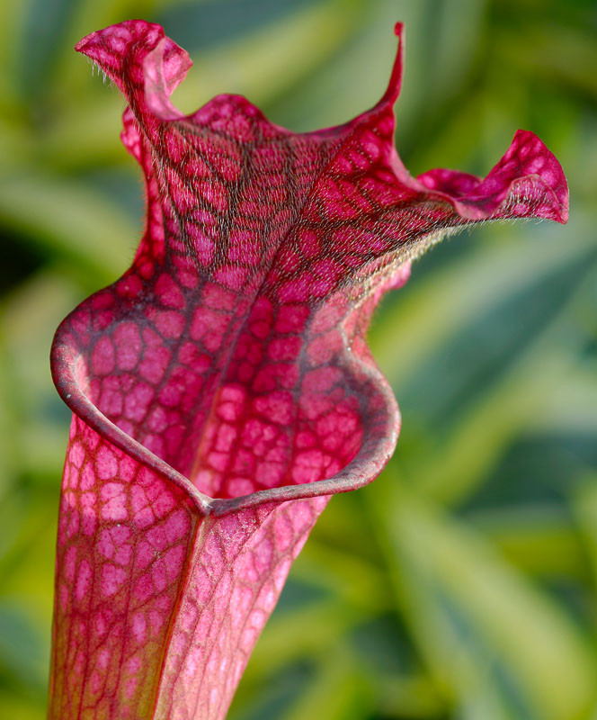 Sarracenia 'Daina's Delight' (Pitcher Plant)
