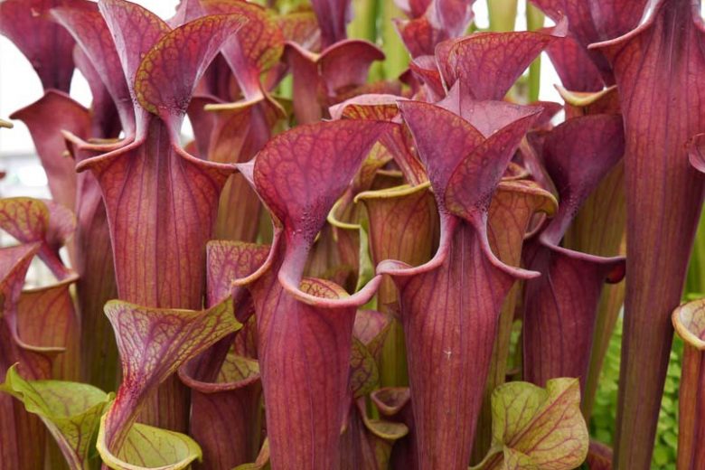 Sarracenia flava var. atropurpurea, Pitcher Plant, Carnivorous Flowers, Red Sarracenia