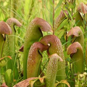 Sarracenia minor, Hooded Pitcher Plant, Hooded Pitcherplant, Carnivorous Flowers