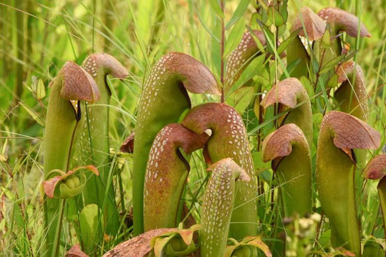 Sarracenia minor, Hooded Pitcher Plant, Hooded Pitcherplant, Carnivorous Flowers