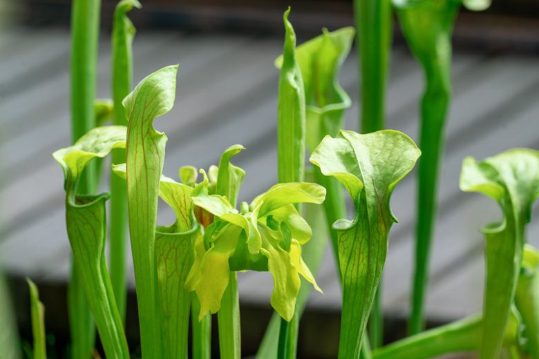 Sarracenia oreophila, Montane Pitcher Plant, Green Pitcher Plant, Carnivorous Flowers, Green Sarracenia