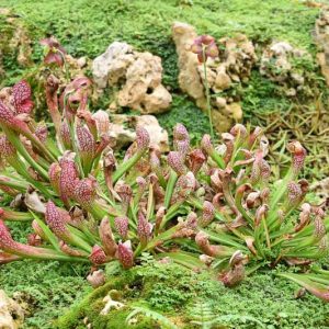 Sarracenia psittacina, Parrot Pitcher Plant, Pitcher Plant, Lobster-Pot Pitcher Plant, Carnivorous Flowers, Red Sarracenia