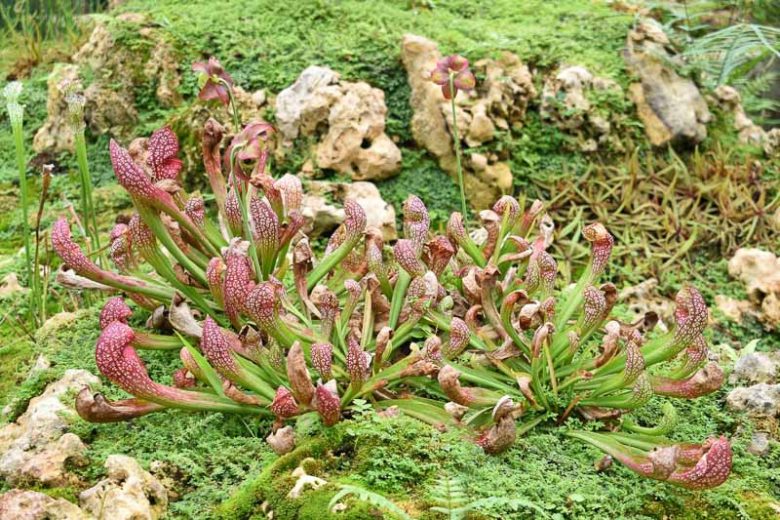 Sarracenia psittacina, Parrot Pitcher Plant, Pitcher Plant, Lobster-Pot Pitcher Plant, Carnivorous Flowers, Red Sarracenia