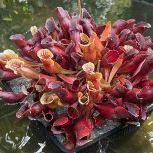Sarracenia purpurea subsp. venosa, Pitcher Plant, Purple Pitcher Plant, Carnivorous Flowers, Bog Plants