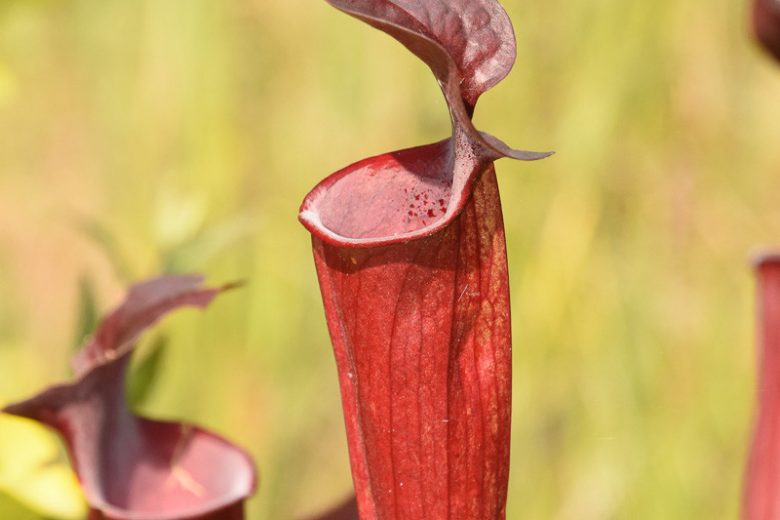 Sarracenia rubra, Sweet Pitcher Plant, Pitcher Plant, Carnivorous Flowers, Red Sarracenia