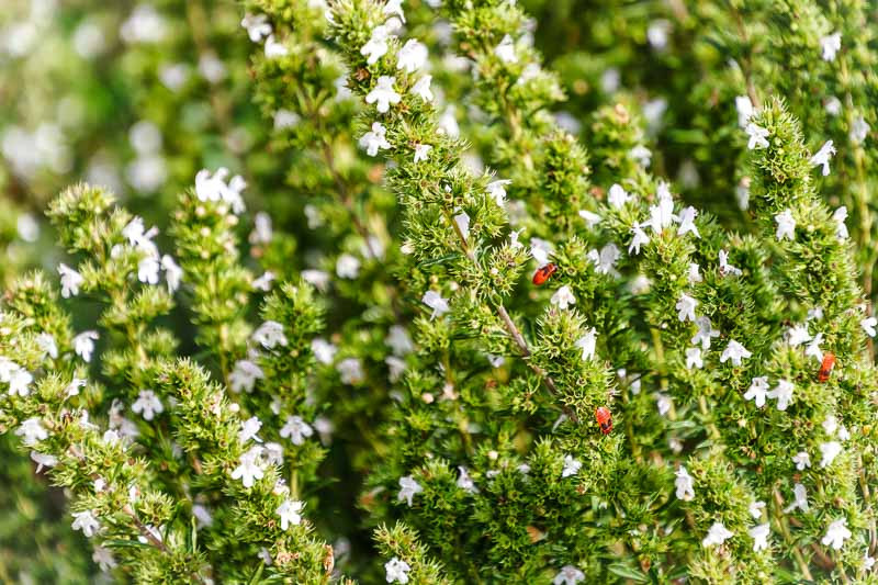 Satureja hortensis (Summer Savory)