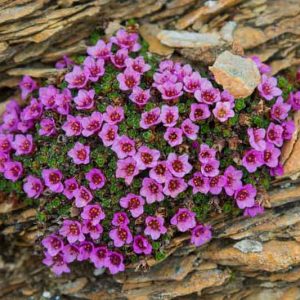 Saxifraga oppositifolia, Purple Mountain Saxifrage, Evergreen Perennial, Evergreen Saxifrage, Rock Garden Plant