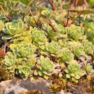 Saxifraga paniculata, Lifelong Saxifrage, Saxifraga aizoon, Saxifraga malyi, Evergreen Perennial, Evergreen Saxifrage, Rock Garden Plant