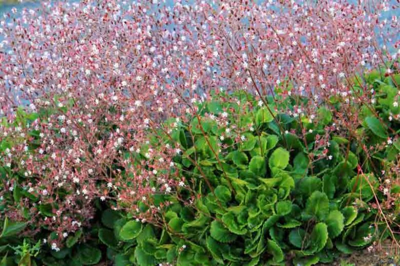 Saxifraga x urbium, London Pride, None-So-Pretty, St. Patrick's Cabbage, Whimsey, Prattling Parnell, Look Up and Kiss Me , Groundcover, Evergreen Groundcover