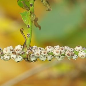 Scale Insects,  get rid of scale insects, Coccoidea
