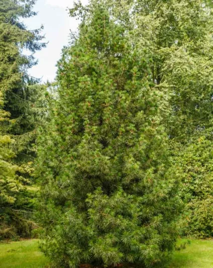 Sciadopitys verticillata, Umbrella Pine, Japanese Umbrella Pine, Parasol fir, Parasol Pine, Evergreen Conifer, Evergreen Tree,